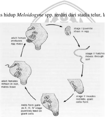 Gambar 2 Siklus hidup nematoda Meloidogyne spp  (Sumber : Friday et al., 2006) 