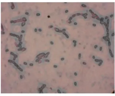 Tabel 1. Karakter Uji Biokimia 