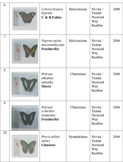 Tabel 1. Spesies kupu-kupu Nymphalidae……….(lanjutan) 