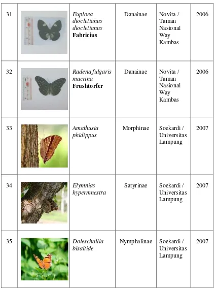 Tabel 1. Spesies kupu-kupu Nymphalidae ……….(lanjutan) 