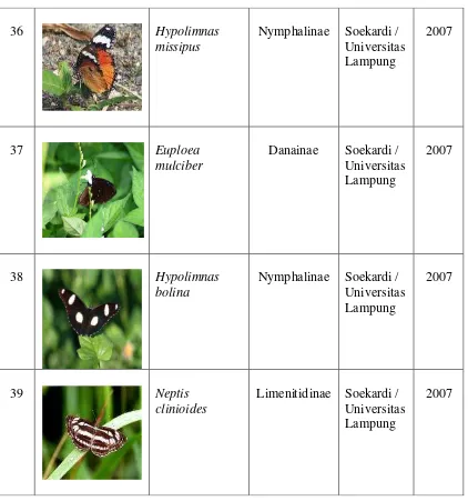 Tabel 1. Spesies Kupu-kupu Nymphalidae……….(lanjutan) 