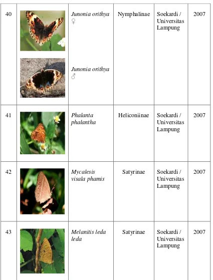 Tabel 1. Spesies kupu-kupu Nymphalidae ……….(lanjutan) 