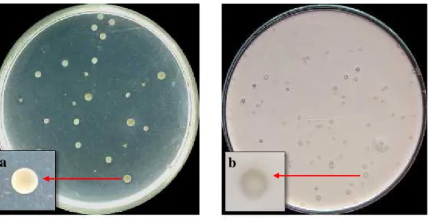 Gambar 1. Mikroflora  alami  apel Granny  Smith pada  medium Yeast  Extract  Agar (kiri)  dan medium Acetobacter-Gluconobacter Agar (kanan); a