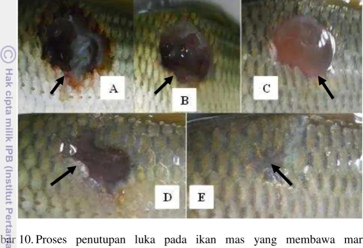 Gambar 10. Proses penutupan luka pada ikan mas yang membawa marka 