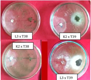 Gambar  bawah  kiri  dan  kanan:  Patogen  K2  x  antagonis T38 dan patogen L3 x antagonis T39