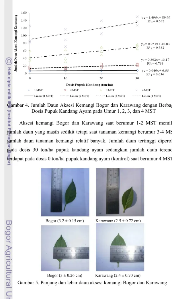 Gambar 4. Jumlah Daun Aksesi Kemangi Bogor dan Karawang dengan Berbagai  Dosis Pupuk Kandang Ayam pada Umur 1, 2, 3, dan 4 MST 