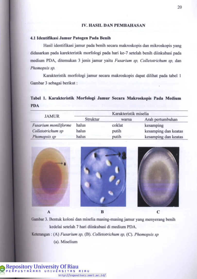 Iv Hasil Dan Pembahasan Tabel 1 Karakteristik Morfologi Jamur Secara