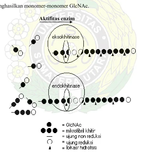 Gambar 2.   Mekanisme kerja enzim eksokitinase dan endokitinase (Sahai &amp; Manocha,  1993) 