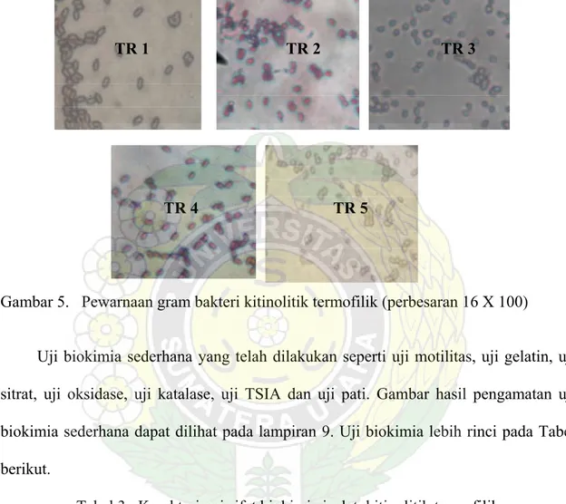 Gambar 5.   Pewarnaan gram bakteri kitinolitik termofilik (perbesaran 16 X 100) 