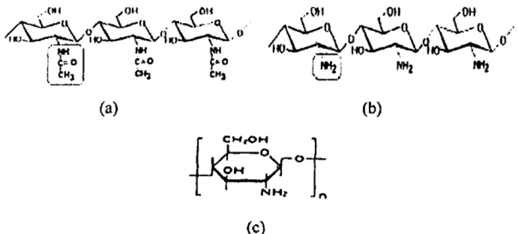 Gambar 3. Struktur Bcrantai a. Kitin, b. Kitosan, c. Struktur Tunggal  (c)  Kitosan 