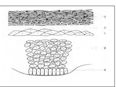 Gambar 3. Struktur Epidermis 