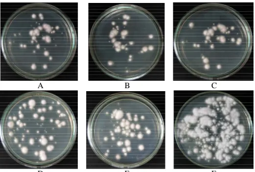 Gambar  2  Koloni  A.  niger  yang  tumbuh  pada  PDA  dari  inokulum  basah  umur        40 hari