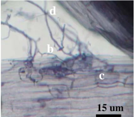 Gambar 6    Struktur kolonisasi   A. niger  di dalam akar pada umur 6 minggu   setelah inokulasi pada perbesaran 100 x