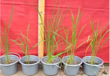 Gambar  7    Pertumbuhan  tanaman  padi  pada  berbagai  media  karier  dengan  umur  simpan  satu  bulan pada  umur  tanaman  6  minggu setelah inokulasi