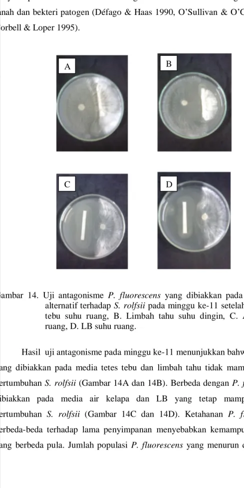Gambar 14. Uji antagonisme P. fluorescens yang dibiakkan pada berbagai media alternatif terhadap S