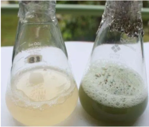 Gambar 3. Perbandingan formulasi F8 termodifikasi dengan penambahan filtrat  orok-orok 0% (kiri) dan 1% (kanan) 