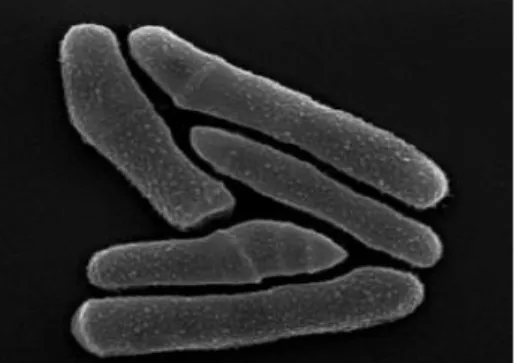 Gambar 2.4 Mikroskopik bakteri P. acnes ( Mak et al., 2013) 
