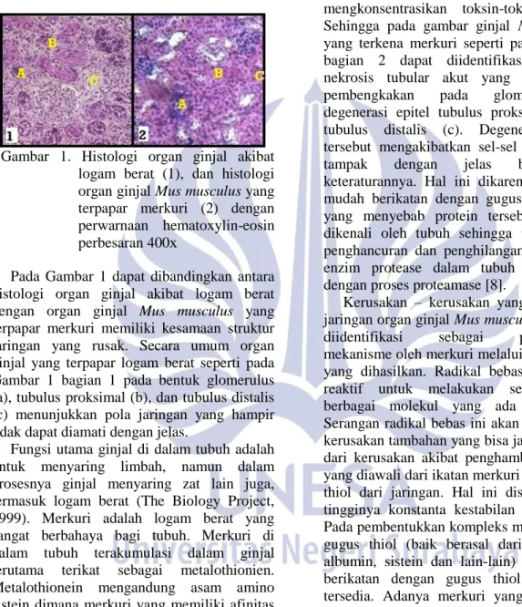 Gambar  1.  Histologi  organ  ginjal  akibat  logam  berat  (1),  dan  histologi  organ ginjal Mus musculus yang  terpapar  merkuri  (2)  dengan  perwarnaan  hematoxylin-eosin  perbesaran 400x 