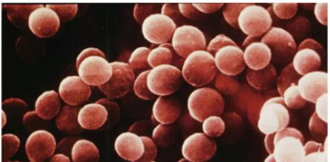 Gambar 2. Bakteri Staphylococcus aureus (Todar, 2008) 