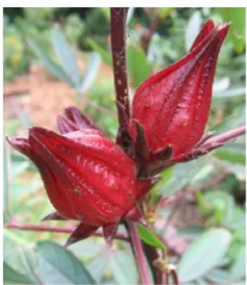 Gambar 1. Bunga Rosella (Kiat, 2011) 