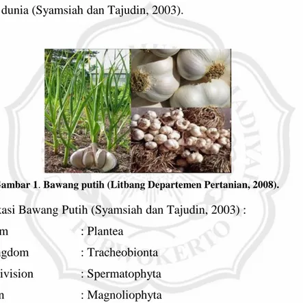 Gambar 1. Bawang putih (Litbang Departemen Pertanian, 2008). 