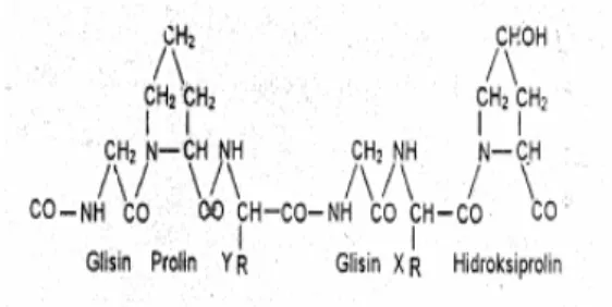 Gambar 2. Struktur kimia gelatin 