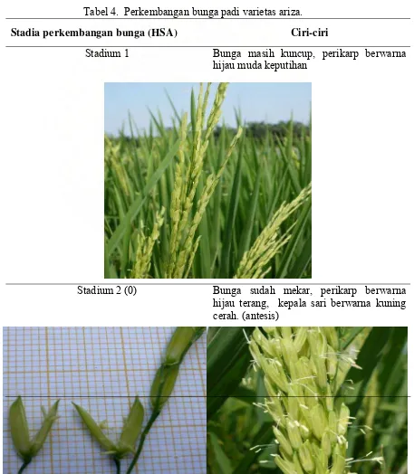 Tabel 4.  Perkembangan bunga padi varietas ariza. 