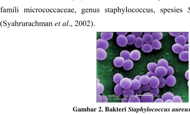 Gambar 2. Bakteri Staphylococcus aureus 