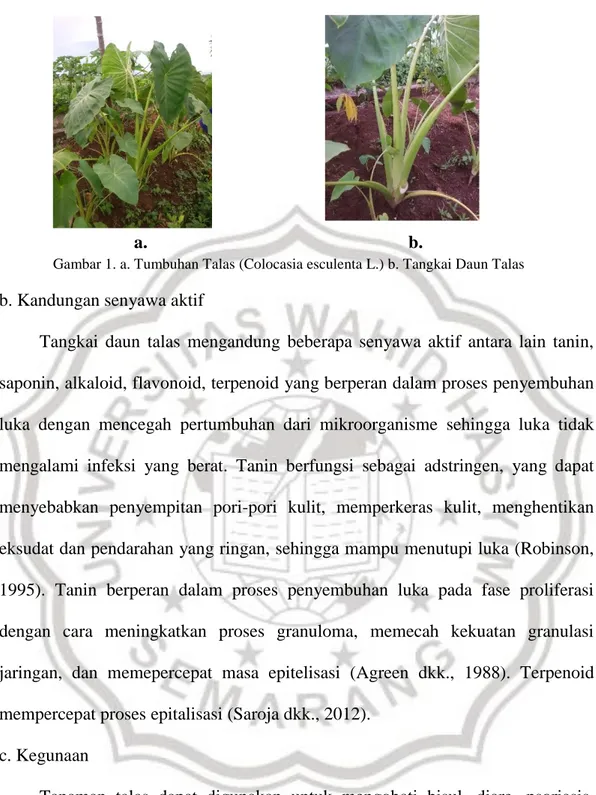 Gambar 1. a. Tumbuhan Talas (Colocasia esculenta L.) b. Tangkai Daun Talas 