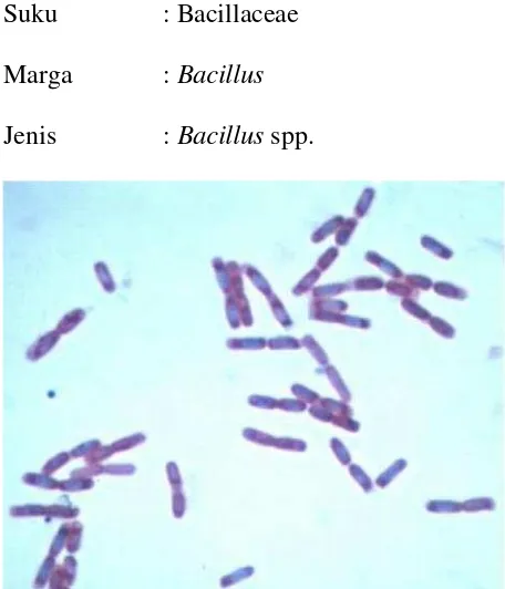 Gambar 1. Bacillus spp.