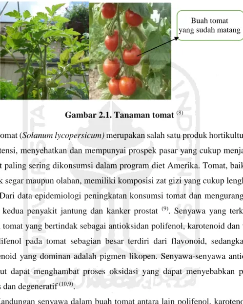 Gambar 2.1. Tanaman tomat  (8)