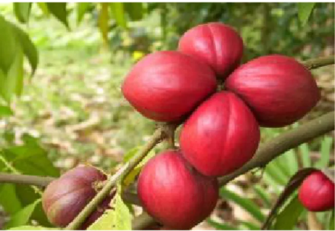 Gambar 1. Buah Mahkota Dewa (Phaleria macrocarpa (Scheff.) Boerl.) 