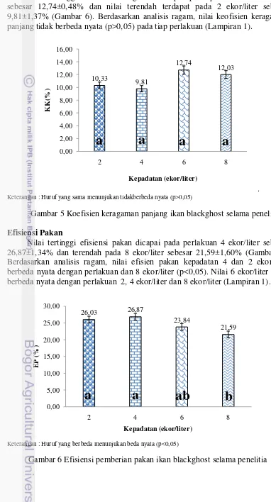 Gambar 5 Koefisien keragaman panjang ikan blackghost selama penelitian 