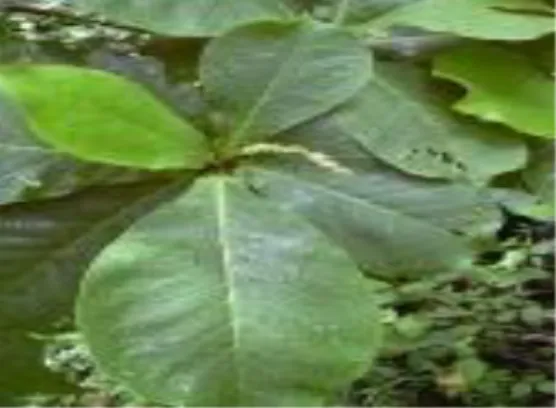 Gambar 1. Daun ketapang (Terminalia  catappa) (Rahayu dkk., 2008)  Menurut  Marliyana  dkk
