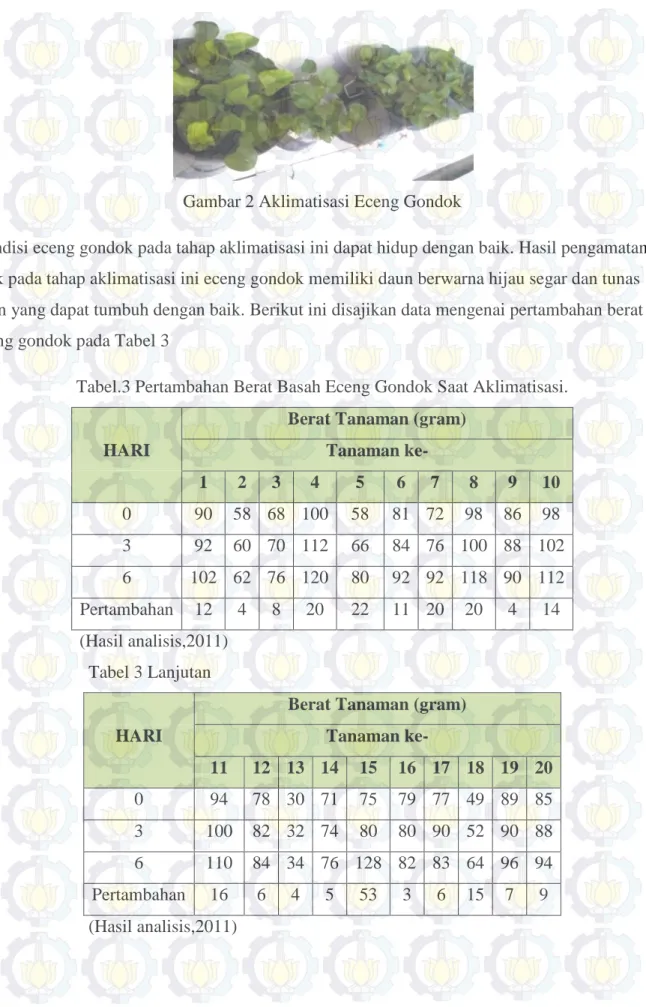 Gambar 2 Aklimatisasi Eceng Gondok 