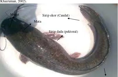 Gambar 2. Morfologi Ikan Lele Masamo 