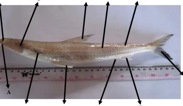Gambar 3. Morfologi ikan Beloso (S. tumbil)