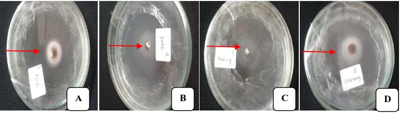 Gambar 1. Pertumbuhan Aspergillus niger setelah 72 jam pada (A) media PDA, (B) media ubi jalar putih, (C) media ubi jalar kuning, (D) media singkong 