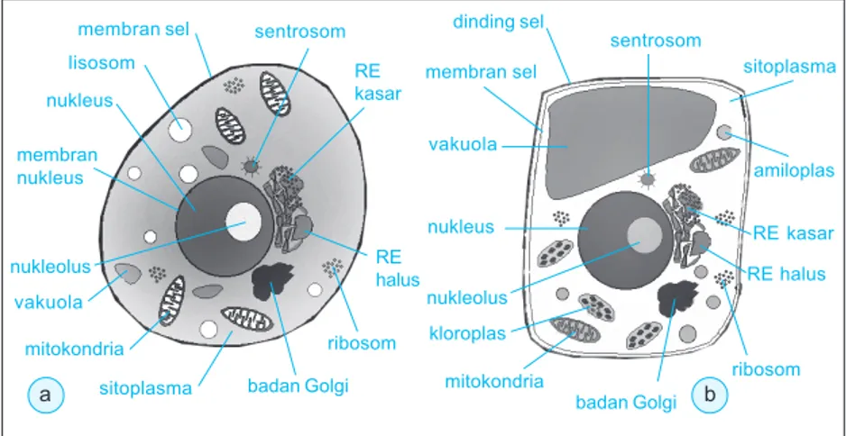 Gambar 7.29 (a) Sel hewan dan (b) sel tumbuhan.