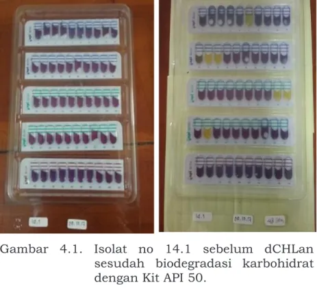 Gambar  4.1. Isolat no 14.1 sebelum dCHLan  sesudah  biodegradasi karbohidrat  dengan Kit API 50