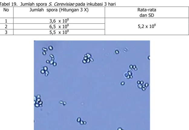 Tabel 19.  Jumlah spora  S. Cerevisiae  pada inkubasi 3 hari 