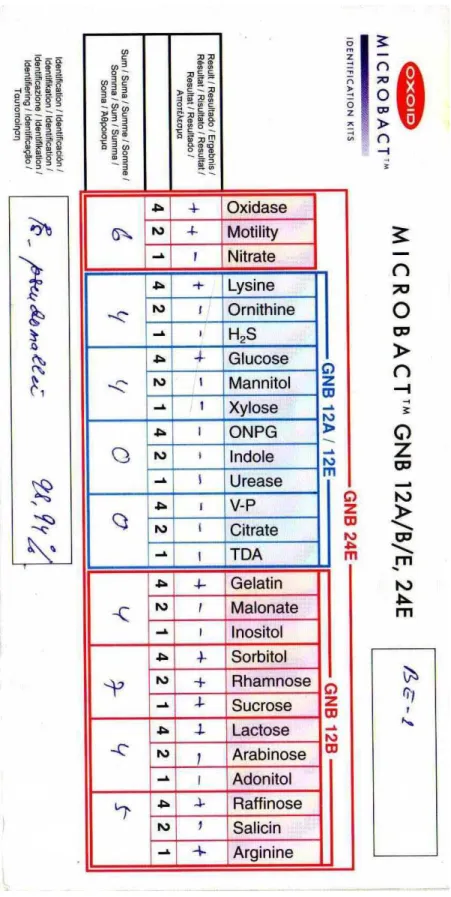 Tabel 2 Identifikasi Bakteri Endofit dengan Kode Isolat BE1 