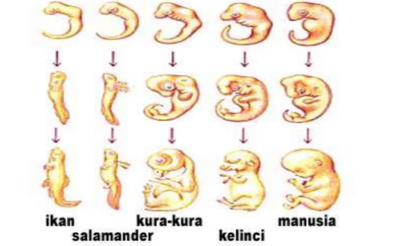 Gambar 9. Perbandingan perkembangan embrio beberapa organisme 