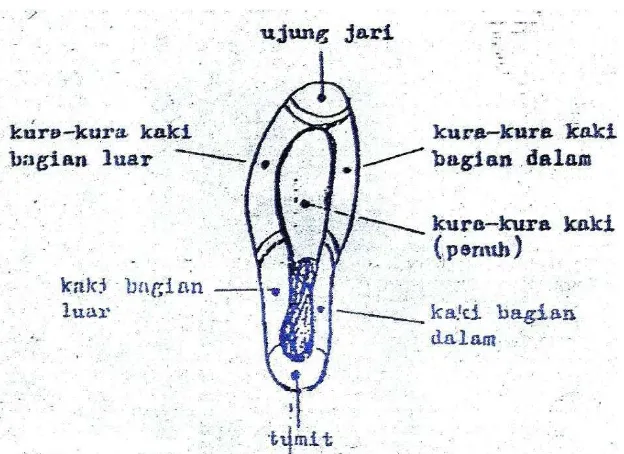 Gambar 1. Nama-nama bagian kaki untuk sepakbola: kaki sebelah kiri. Sumber: Soekatamsi, ( 103:1995) 