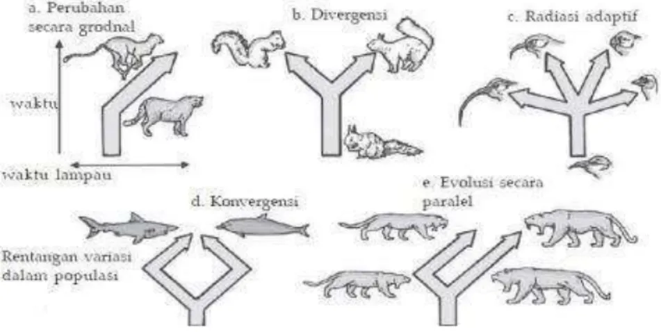 Gambar 1.1  Evolusi konvergen dan divergen  (sumber: Budiyanto, 2011) 