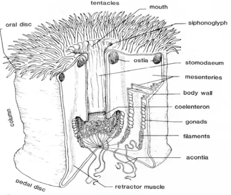 Gambar 2  Struktur Umum Tubuh Anemon Laut Metridium dengan Bagian Tubuh  Memotong untuk Menggambarkan Anatomi Internal (Fautin &amp; 