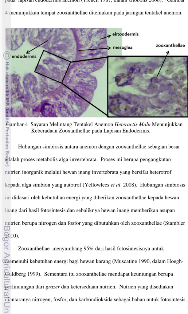 Gambar 4  Sayatan Melintang Tentakel Anemon Heteractis Malu Menunjukkan  Keberadaan Zooxanthellae pada Lapisan Endodermis
