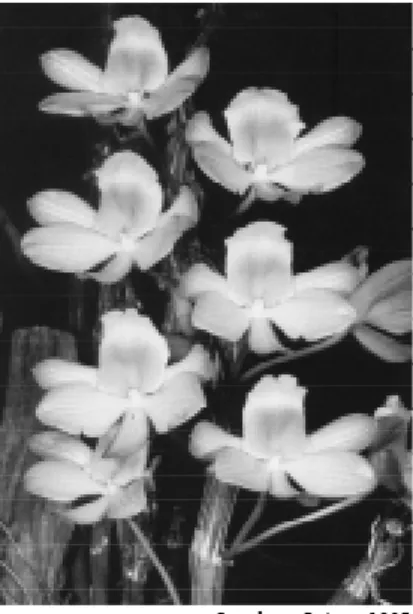 Gambar 6.25 Anggrek Dendrobium crepidalum ini merupakan salah satu contoh atau hibrid steril.Kata Kunci•Hibrid•Inviabilitas•Postzigot•Sterilitas