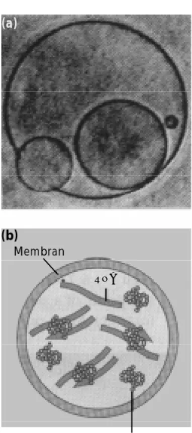 Gambar 6.7 (a) Membran membentuk bola buatan yang terbuat dari fosfolipid.