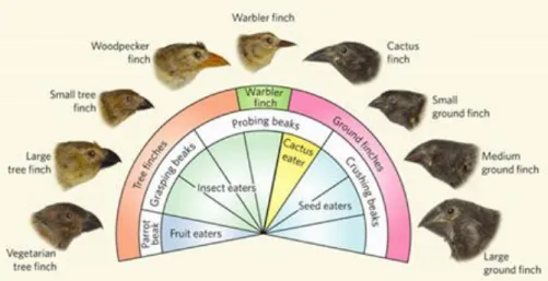 Gambar  2:    Perkembangan  variasi  paruh  burung  Finch.  Terjadi  karena   terseleksi  secara alami  oleh  jenis  makanan  yang  berbeda